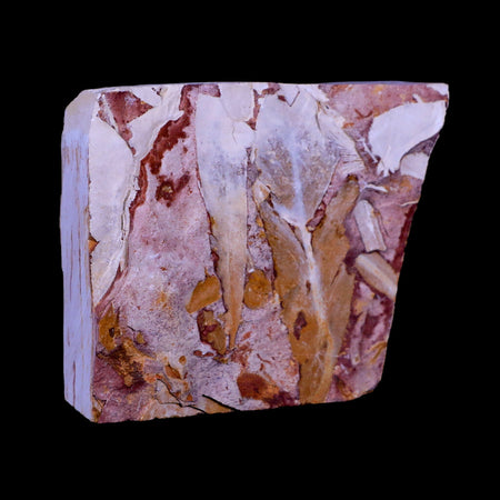 3.3" Detailed Glossopteris Browniana Fossil Plant Leafs Permian Age Australia