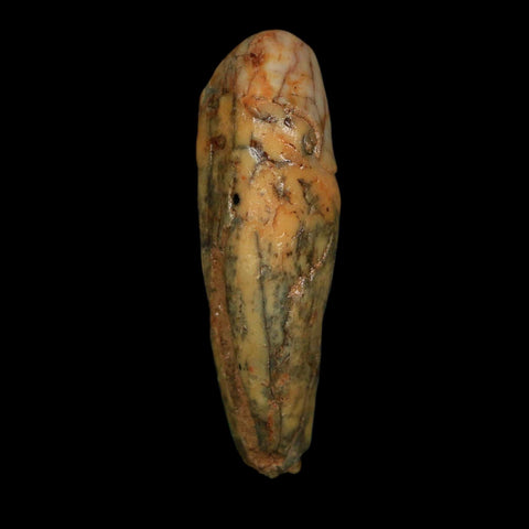 2" Extinct Cave Bear Ursus Spelaeus Incisor Tooth Rooted Pleistocene Age COA, Stand - Fossil Age Minerals