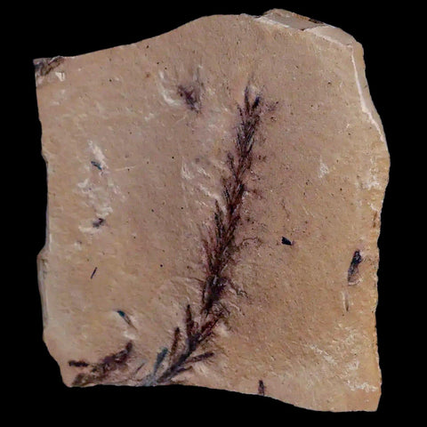 1.9" Detailed Fossil Plant Leafs Metasequoia Dawn Redwood Oligocene Age MT COA - Fossil Age Minerals