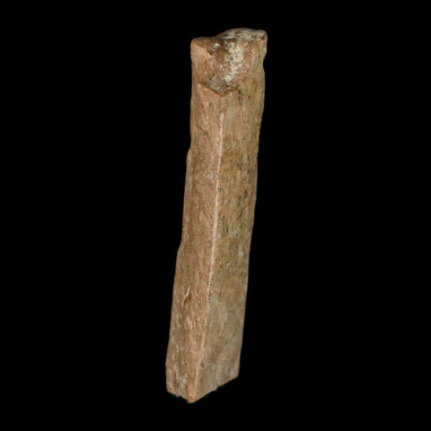 1.2" Tyrannosaurus Rex Fossil Bone Dinosaur Lance Creek Formation Wyoming COA - Fossil Age Minerals