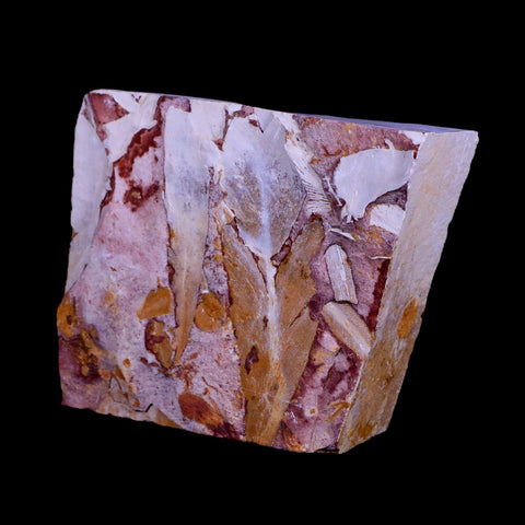 3.3" Detailed Glossopteris Browniana Fossil Plant Leafs Permian Age Australia - Fossil Age Minerals