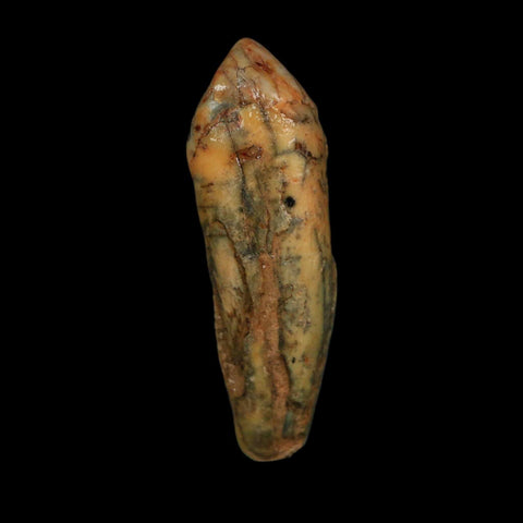 2" Extinct Cave Bear Ursus Spelaeus Incisor Tooth Rooted Pleistocene Age COA, Stand - Fossil Age Minerals