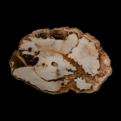 5" Fossilized Polished Petrified Wood Branch Madagascar 66-225 Million Yrs Old - Fossil Age Minerals