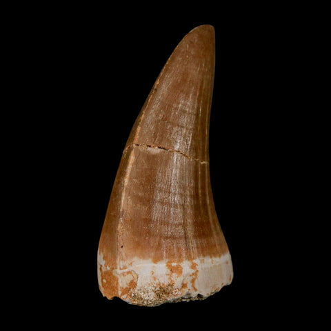 1.9" Tylosaurus Mosasaur Fossil Tooth Cretaceous Dinosaur Era COA, Stand - Fossil Age Minerals