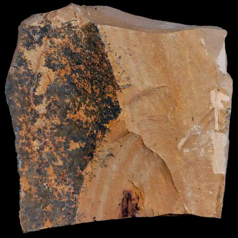 1.9" Detailed Fossil Plant Leafs Metasequoia Dawn Redwood Oligocene Age MT COA - Fossil Age Minerals