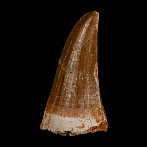 1.9" Tylosaurus Mosasaur Fossil Tooth Cretaceous Dinosaur Era COA, Stand - Fossil Age Minerals