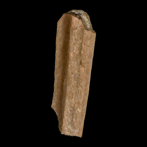 1.2" Tyrannosaurus Rex Fossil Bone Dinosaur Lance Creek Formation Wyoming COA - Fossil Age Minerals