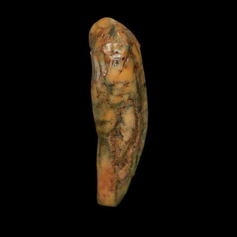2" Extinct Cave Bear Ursus Spelaeus Incisor Tooth Rooted Pleistocene Age COA, Stand - Fossil Age Minerals