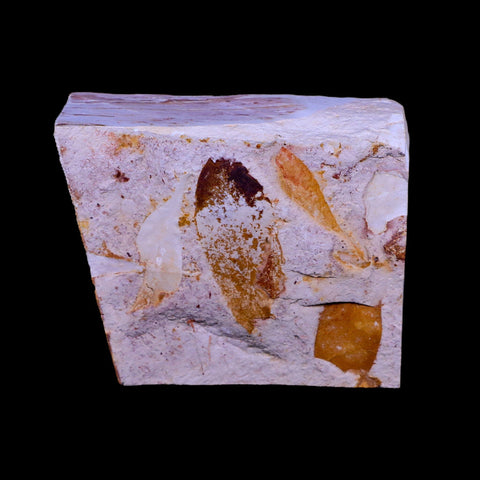 3.3" Detailed Glossopteris Browniana Fossil Plant Leafs Permian Age Australia - Fossil Age Minerals