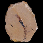 1.9" Detailed Fossil Plant Leafs Metasequoia Dawn Redwood Oligocene Age MT COA