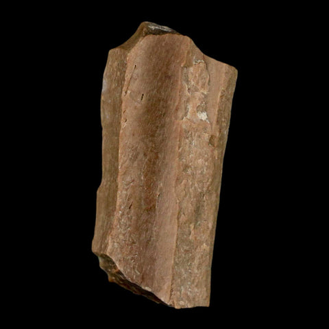 1.2" Tyrannosaurus Rex Fossil Bone Dinosaur Lance Creek Formation Wyoming COA - Fossil Age Minerals