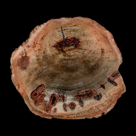 2.1" Fossilized Polished Petrified Wood Branch Madagascar 66-225 Million Yrs Old