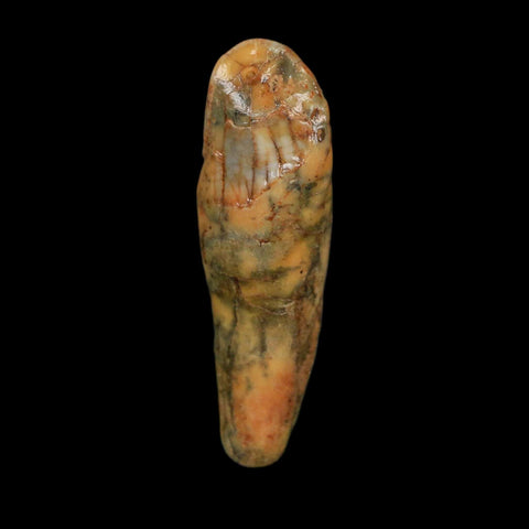 2" Extinct Cave Bear Ursus Spelaeus Incisor Tooth Rooted Pleistocene Age COA, Stand - Fossil Age Minerals