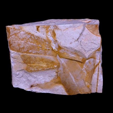 3.8" Detailed Glossopteris Browniana Fossil Plant Leafs Permian Age Australia - Fossil Age Minerals