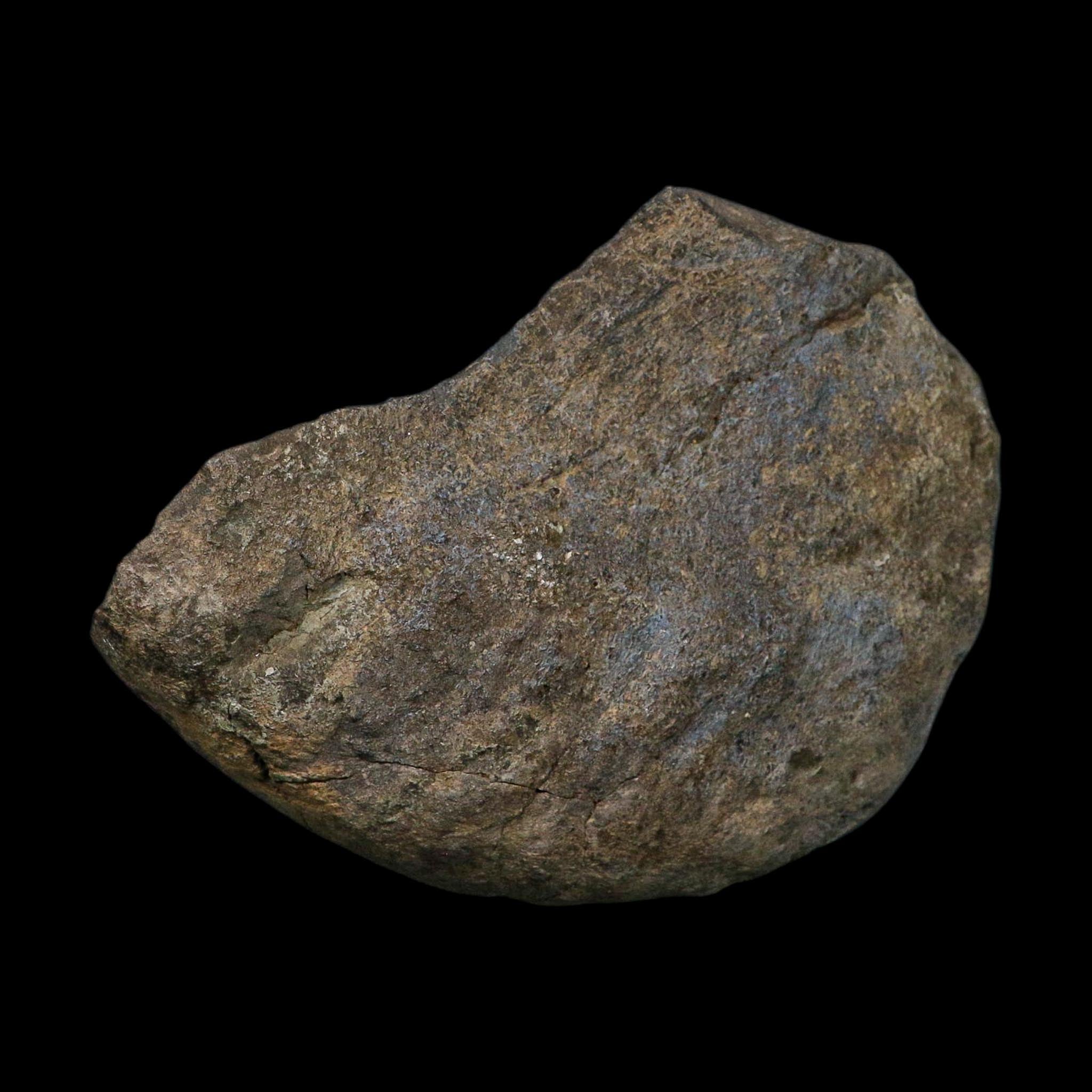 6.1" Maiasaura Hadrosaur Dinosaur Vertebrae Bone Fossil Two Medicine FM MT COA