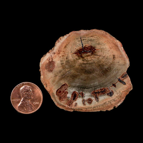 2.1" Fossilized Polished Petrified Wood Branch Madagascar 66-225 Million Yrs Old - Fossil Age Minerals