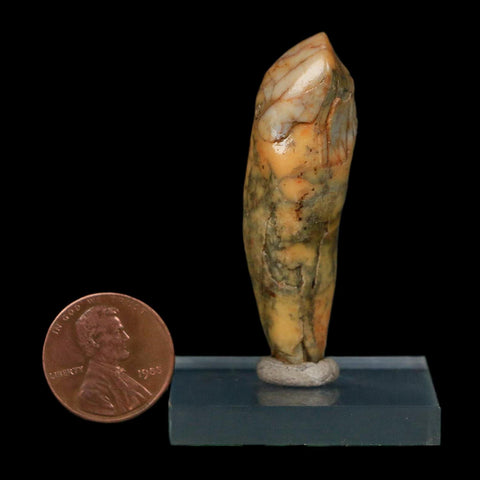 2" Extinct Cave Bear Ursus Spelaeus Incisor Tooth Rooted Pleistocene Age COA, Stand - Fossil Age Minerals