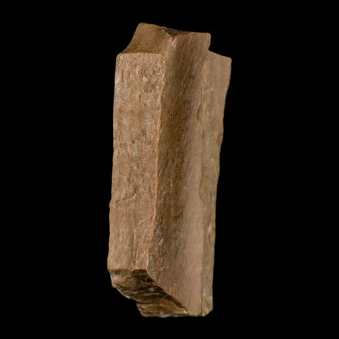 1.2" Tyrannosaurus Rex Fossil Bone Dinosaur Lance Creek Formation Wyoming COA - Fossil Age Minerals