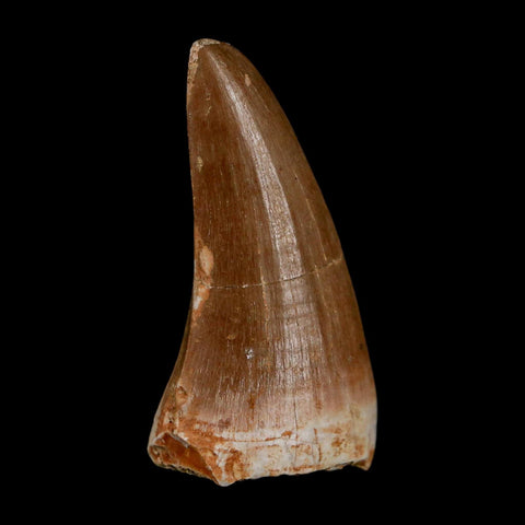 1.9" Tylosaurus Mosasaur Fossil Tooth Cretaceous Dinosaur Era COA, Stand - Fossil Age Minerals