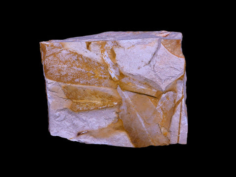 3.8" Detailed Glossopteris Browniana Fossil Plant Leafs Permian Age Australia - Fossil Age Minerals