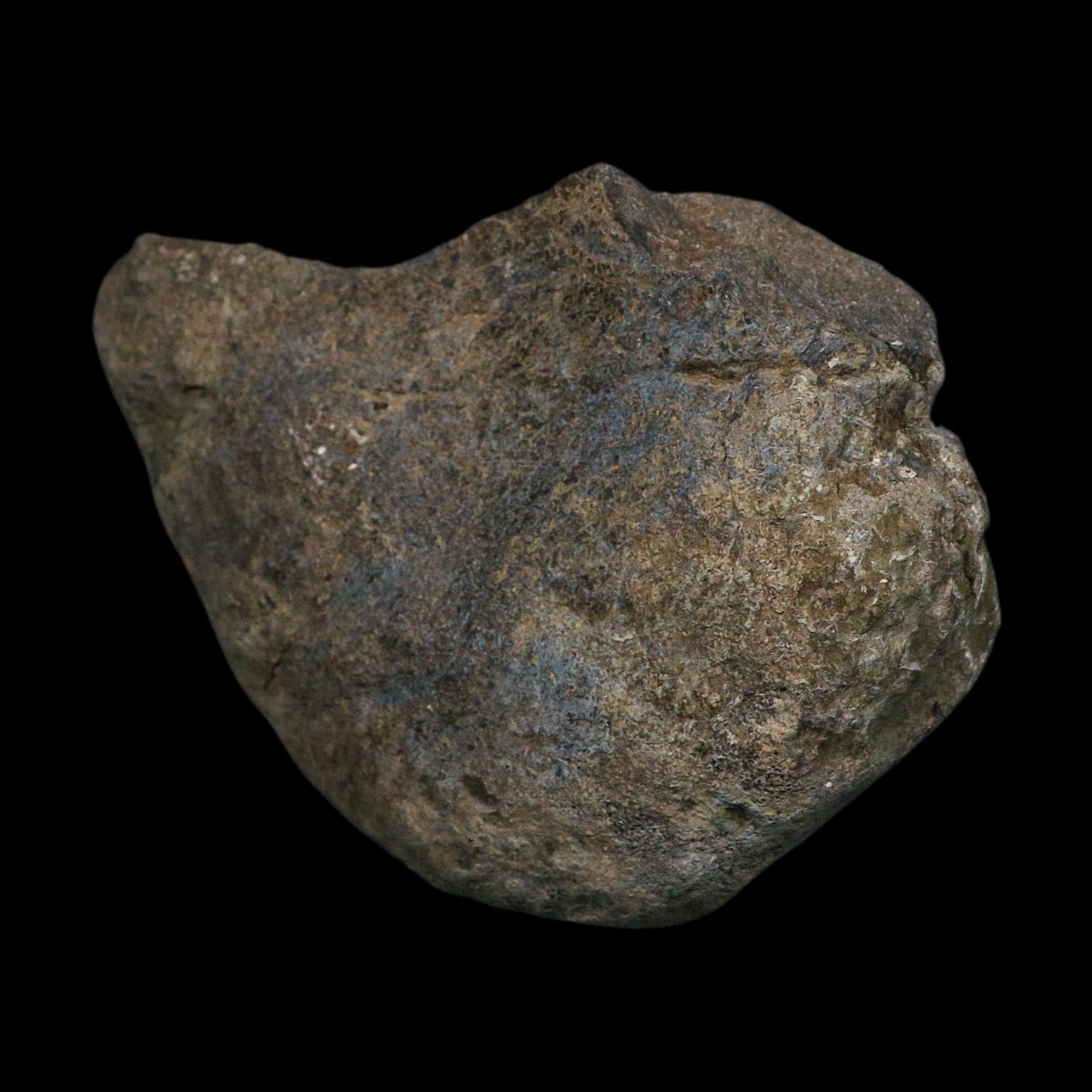 6.1" Maiasaura Hadrosaur Dinosaur Vertebrae Bone Fossil Two Medicine FM MT COA