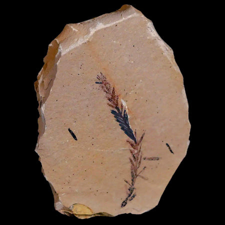 1.9" Detailed Fossil Plant Leafs Metasequoia Dawn Redwood Oligocene Age MT COA