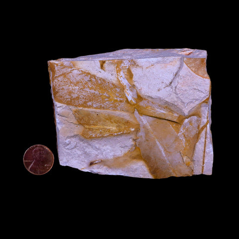 3.8" Detailed Glossopteris Browniana Fossil Plant Leafs Permian Age Australia - Fossil Age Minerals