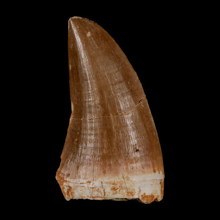 1.9" Tylosaurus Mosasaur Fossil Tooth Cretaceous Dinosaur Era COA, Stand