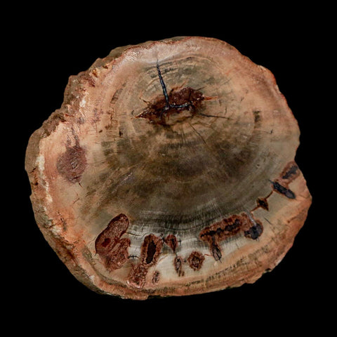 2.1" Fossilized Polished Petrified Wood Branch Madagascar 66-225 Million Yrs Old - Fossil Age Minerals