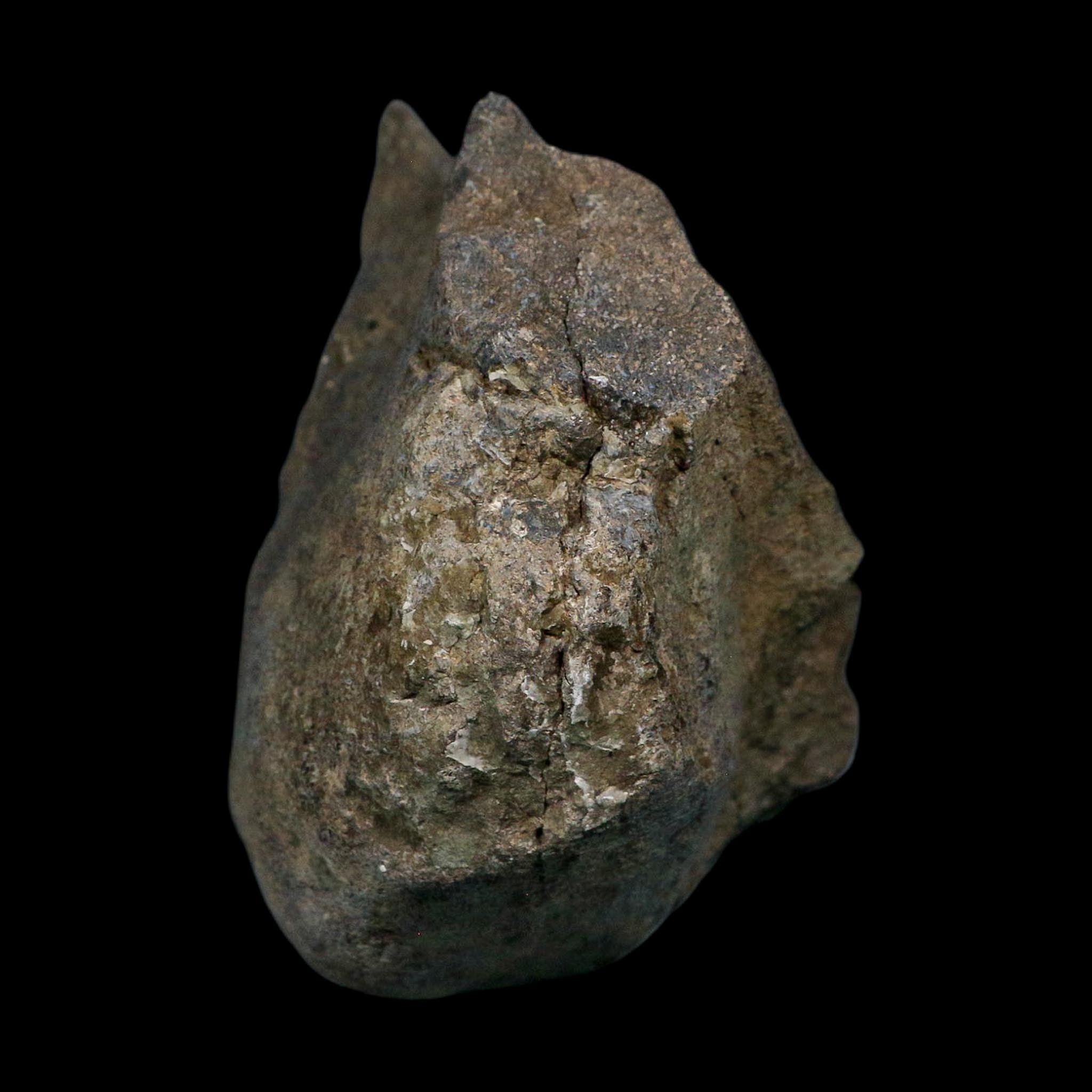 6.1" Maiasaura Hadrosaur Dinosaur Vertebrae Bone Fossil Two Medicine FM MT COA