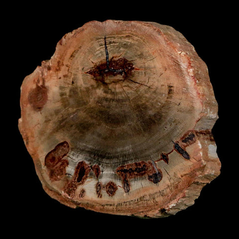 2.1" Fossilized Polished Petrified Wood Branch Madagascar 66-225 Million Yrs Old - Fossil Age Minerals