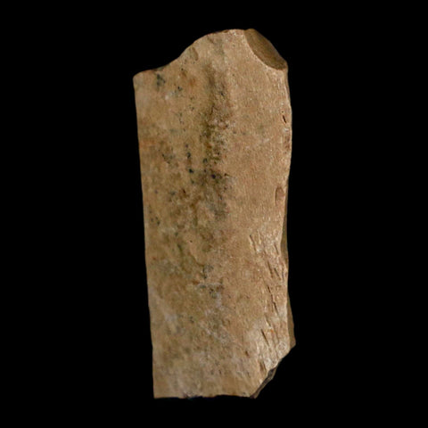 1.2" Tyrannosaurus Rex Fossil Bone Dinosaur Lance Creek Formation Wyoming COA - Fossil Age Minerals