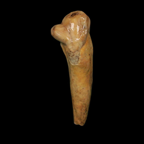 1.6" Extinct Cave Bear Ursus Spelaeus Incisor Tooth Rooted Pleistocene Age COA, Stand - Fossil Age Minerals