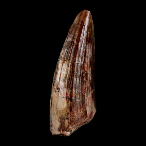 1.5" Suchomimus Fossil Tooth Cretaceous Spinosaurid Dinosaur Elraz FM Niger COA - Fossil Age Minerals