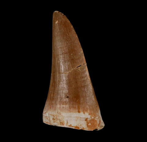 1.9" Tylosaurus Mosasaur Fossil Tooth Cretaceous Dinosaur Era COA, Stand - Fossil Age Minerals