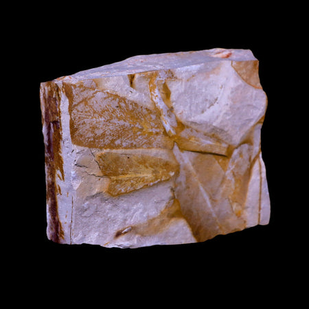 3.8" Detailed Glossopteris Browniana Fossil Plant Leafs Permian Age Australia