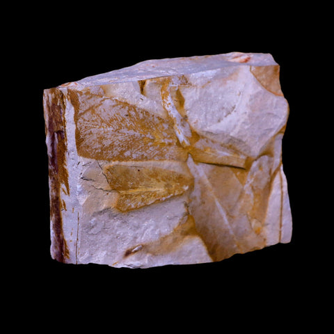 3.8" Detailed Glossopteris Browniana Fossil Plant Leafs Permian Age Australia - Fossil Age Minerals