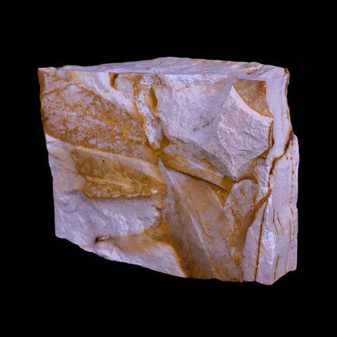 3.8" Detailed Glossopteris Browniana Fossil Plant Leafs Permian Age Australia - Fossil Age Minerals