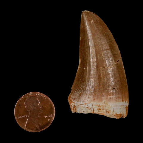 1.9" Tylosaurus Mosasaur Fossil Tooth Cretaceous Dinosaur Era COA, Stand - Fossil Age Minerals