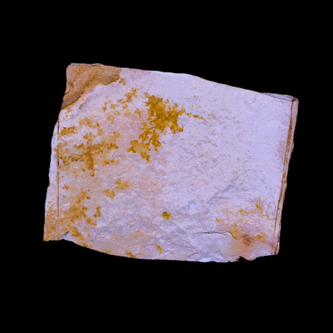 3.8" Detailed Glossopteris Browniana Fossil Plant Leafs Permian Age Australia - Fossil Age Minerals