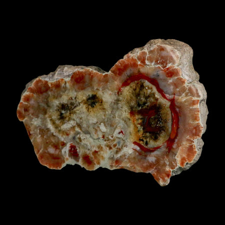 4.8" Dinosaur Coprolite Fossil Polished Slab Specimen Poop Dung Harry Mountain Utah