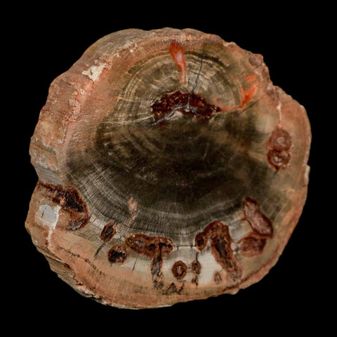 2.1" Fossilized Polished Petrified Wood Branch Madagascar 66-225 Million Yrs Old - Fossil Age Minerals