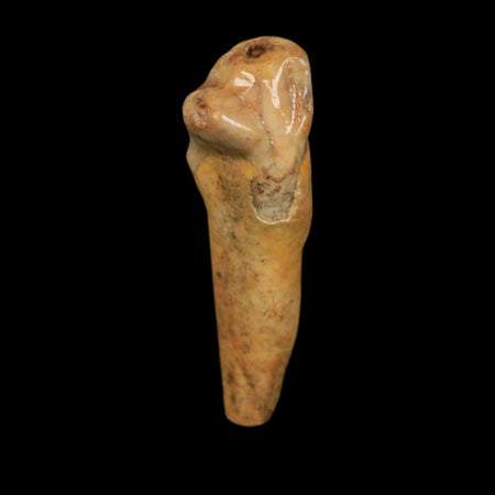 1.6" Extinct Cave Bear Ursus Spelaeus Incisor Tooth Rooted Pleistocene Age COA, Stand