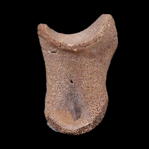 0.5" Struthiomimus Fossil Toe Bone Cretaceous Dinosaur Age Hell Creek FM MT COA - Fossil Age Minerals