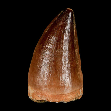 XL 2" Mosasaur Prognathodon Fossil Tooth Cretaceous Dinosaur Era COA & Stand