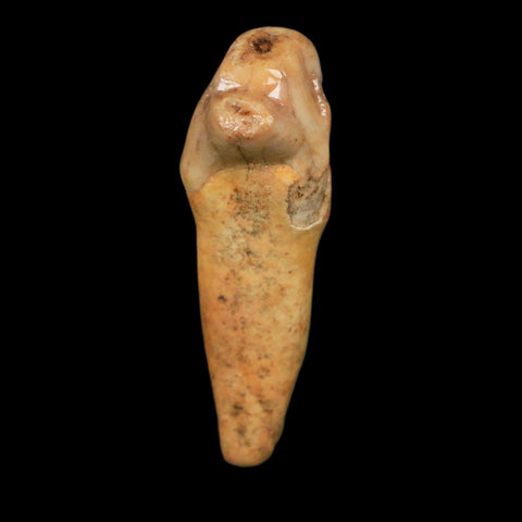 1.6" Extinct Cave Bear Ursus Spelaeus Incisor Tooth Rooted Pleistocene Age COA, Stand - Fossil Age Minerals