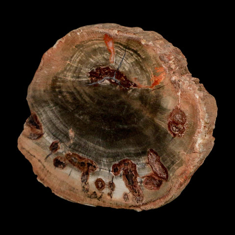 2.1" Fossilized Polished Petrified Wood Branch Madagascar 66-225 Million Yrs Old - Fossil Age Minerals