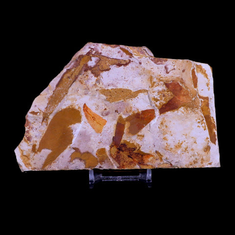 5.6" Detailed Glossopteris Browniana Fossil Plant Leafs Permian Age Australia Stand - Fossil Age Minerals