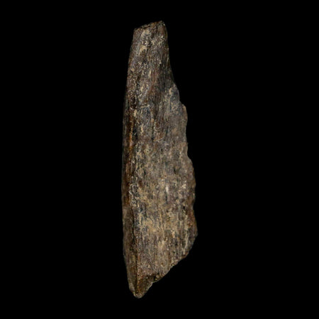 1.9" Tyrannosaurus Rex Fossil Bone Dinosaur Lance Creek Formation Wyoming COA
