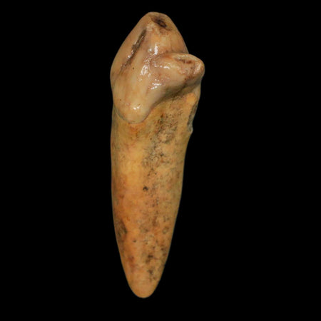 1.6" Extinct Cave Bear Ursus Spelaeus Incisor Tooth Rooted Pleistocene Age COA, Stand